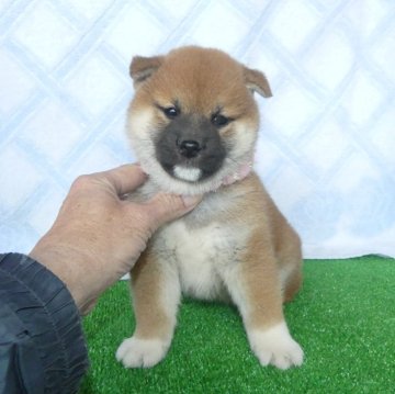 柴犬(標準サイズ)【静岡県・女の子・2024年11月24日・赤】の写真「綺麗な顔立ちの赤柴メス子犬です。」