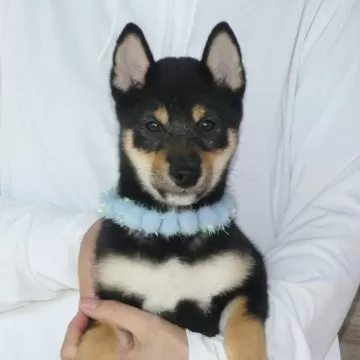 豆柴助様 オーダーページ 8/24 豆柴助様 オーダーページ 8/24