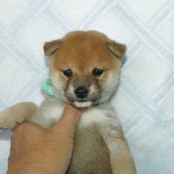 豆柴【静岡県・男の子・2025年9月21日・赤】の写真「綺麗な顔立ちの赤豆柴男の子です!」