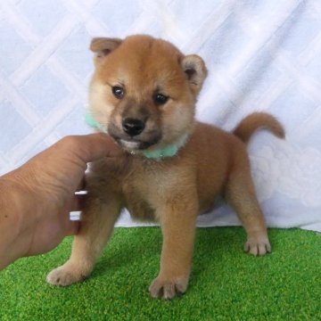 柴犬(標準サイズ)【静岡県・男の子・2025年7月6日・赤】の写真「綺麗な顔立ちのオス子犬です。」