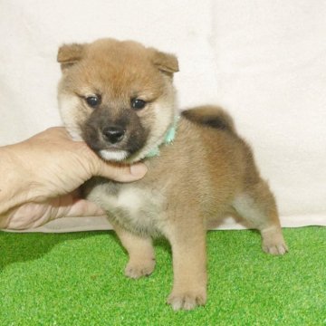柴犬(標準サイズ)【静岡県・男の子・2025年10月5日・赤】の写真「綺麗な顔立ちのオス子犬です。」
