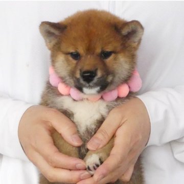 柴犬(標準サイズ)【静岡県・女の子・2025年3月16日・赤】の写真「綺麗な顔立ちの赤メス子犬です」