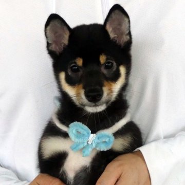 柴犬(豆柴)【静岡県・男の子・2025年5月4日・黒】の写真「綺麗な顔立ちの黒豆柴オスです」