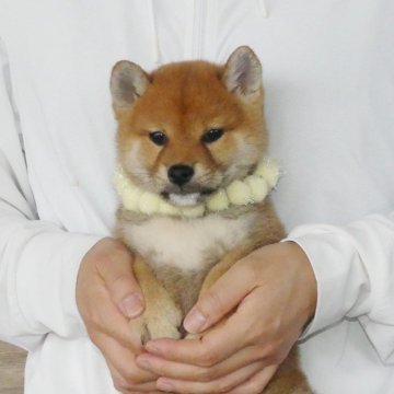 柴犬(標準サイズ)【静岡県・女の子・2025年3月16日・赤】の写真「綺麗な顔立ちの赤メス子犬です」