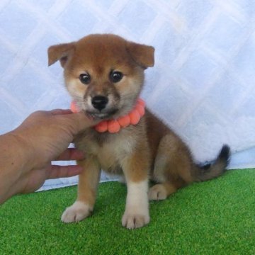 柴犬(標準サイズ)【静岡県・女の子・2025年7月16日・赤】の写真「綺麗な顔立ちのメス子犬です。」