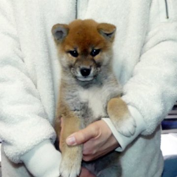 柴犬(標準サイズ)【静岡県・女の子・2025年1月4日・赤】の写真「綺麗な顔立ちの赤柴メス子犬です。」