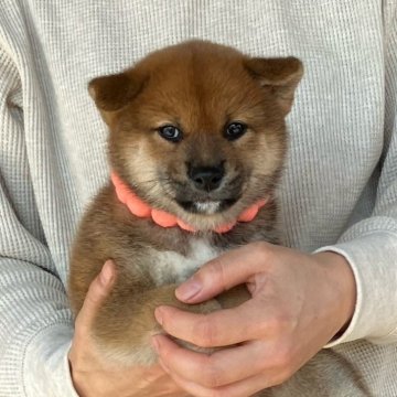 柴犬(標準サイズ)【静岡県・女の子・2024年9月20日・赤】の写真「綺麗な顔立ちの赤柴雌子犬です。」