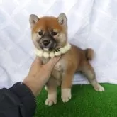 柴犬(標準サイズ)【静岡県・女の子・2025年2月16日・赤】の写真1