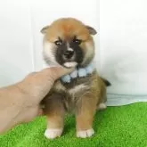 柴犬(標準サイズ)