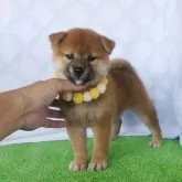 柴犬(標準サイズ)