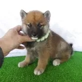 柴犬(標準サイズ)【静岡県・男の子・2025年2月14日・赤】の写真1