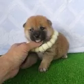 柴犬(標準サイズ)