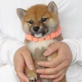 柴犬(標準サイズ)