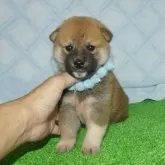 柴犬(標準サイズ)