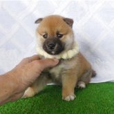 柴犬(豆柴)