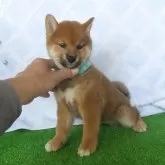 柴犬(標準サイズ)