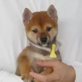 豆柴