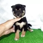 豆柴