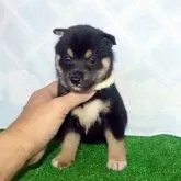 豆柴