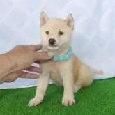 豆柴