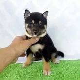 豆柴