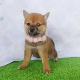 豆柴