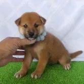 柴犬(標準サイズ)