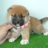 柴犬(標準サイズ)