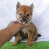 豆柴