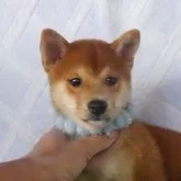 豆柴