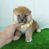 柴犬(標準サイズ)