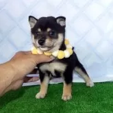 豆柴