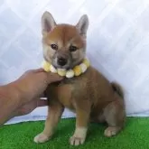 柴犬(標準サイズ)