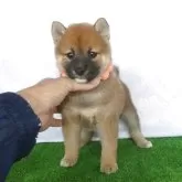 柴犬(標準サイズ)