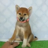 柴犬(標準サイズ)