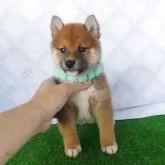 柴犬(標準サイズ)