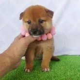 柴犬(標準サイズ)