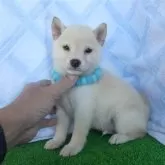 豆柴【静岡県・男の子・2024年11月5日・白】の写真1