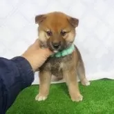 柴犬(標準サイズ)