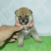 柴犬(標準サイズ)【静岡県・女の子・2025年10月5日・赤】の写真1