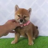 柴犬(標準サイズ)
