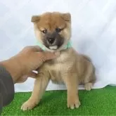 柴犬(標準サイズ)