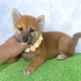 柴犬(標準サイズ)