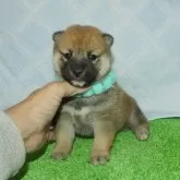 柴犬(標準サイズ)【静岡県・男の子・2025年10月5日・赤】の写真1