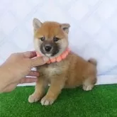 柴犬(標準サイズ)