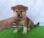 柴犬(標準サイズ)【静岡県・女の子・2025年7月16日・赤】の写真2