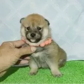 柴犬(標準サイズ)【静岡県・女の子・2025年10月5日・赤】の写真2