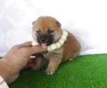 柴犬(標準サイズ)【静岡県・女の子・2025年4月19日・赤】の写真3