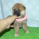 柴犬(標準サイズ)【静岡県・女の子・2025年7月5日・赤】の写真10