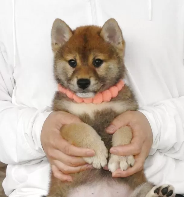 柴犬【埼玉県・男の子・2025年4月2日・赤に差し毛】父親JKC